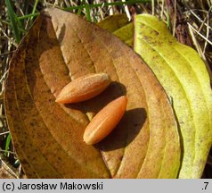 Cornus mas (dereń jadalny)