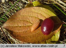 Cornus mas (dereń jadalny)