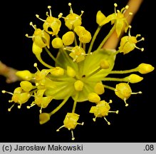 Cornus officinalis (dereń japoński)