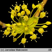 Cornus officinalis (dereń japoński)