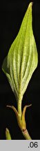 Cornus officinalis (dereń japoński)