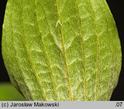 Cornus officinalis (dereń japoński)