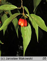 Cornus officinalis (dereń japoński)