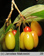 Cornus officinalis (dereń japoński)