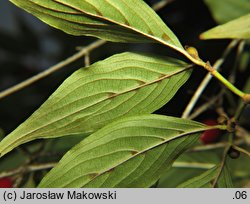 Cornus officinalis (dereń japoński)