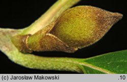 Cornus officinalis (dereń japoński)