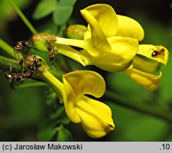 Hippocrepis emerus