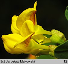 Hippocrepis emerus