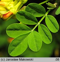 Hippocrepis emerus