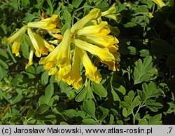 Corydalis lutea (kokorycz żółta)