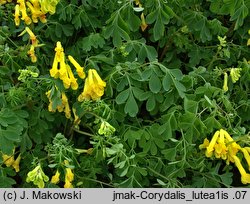 Corydalis lutea (kokorycz żółta)