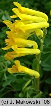 Corydalis lutea (kokorycz żółta)