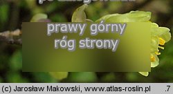 Corylopsis pauciflora (leszczynowiec skąpokwiatowy)