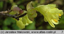 Corylopsis pauciflora (leszczynowiec skąpokwiatowy)