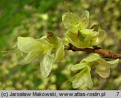 Corylopsis pauciflora (leszczynowiec skąpokwiatowy)