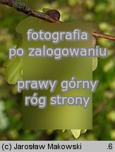 Corylopsis pauciflora (leszczynowiec skąpokwiatowy)