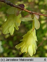 Corylopsis pauciflora (leszczynowiec skąpokwiatowy)