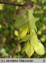 Corylopsis pauciflora (leszczynowiec skąpokwiatowy)