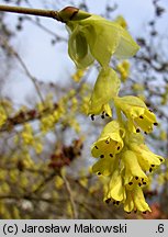 Corylopsis spicata (leszczynowiec kłosowy)