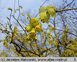 Corylopsis spicata (leszczynowiec kłosowy)