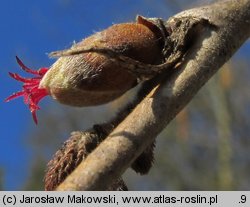 Corylus colurna (leszczyna turecka)