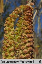 Corylus colurna (leszczyna turecka)