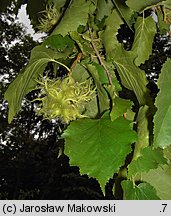 Corylus colurna (leszczyna turecka)