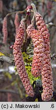 Corylus maxima