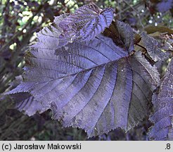 Corylus maxima