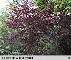 Corylus maxima