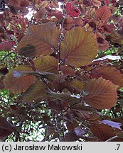 Corylus maxima