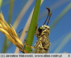 Corynephorus canescens