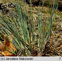 Corynephorus canescens (szczotlicha siwa)