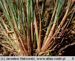 Corynephorus canescens (szczotlicha siwa)