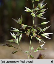 Corynephorus canescens (szczotlicha siwa)