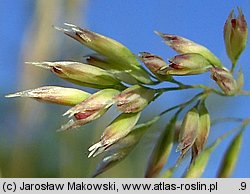 Corynephorus canescens (szczotlicha siwa)