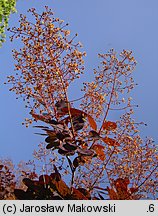 Cotinus coggygria Royal Purple