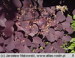 Cotinus coggygria Royal Purple