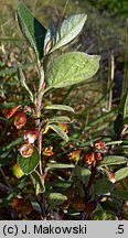 Cotoneaster integerrimus (irga pospolita)