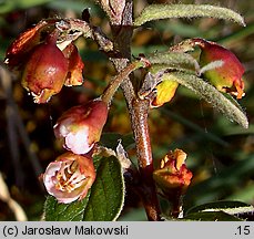 Cotoneaster integerrimus (irga pospolita)