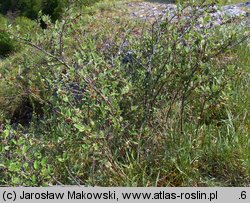 Cotoneaster integerrimus (irga pospolita)