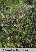 Cotoneaster integerrimus (irga pospolita)