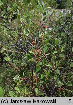 Cotoneaster integerrimus (irga pospolita)