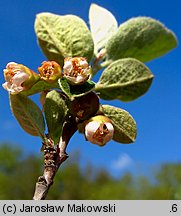 Cotoneaster integerrimus (irga pospolita)