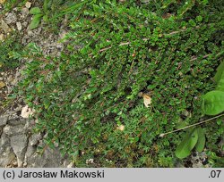 Cotoneaster horizontalis (irga pozioma)