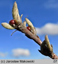 Cotoneaster integerrimus (irga pospolita)