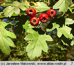 Crataegus monogyna