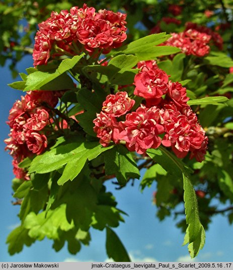 Crataegus laevigata Paul's Scarlet