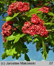 Crataegus laevigata Paul's Scarlet