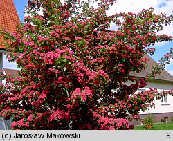 Crataegus laevigata